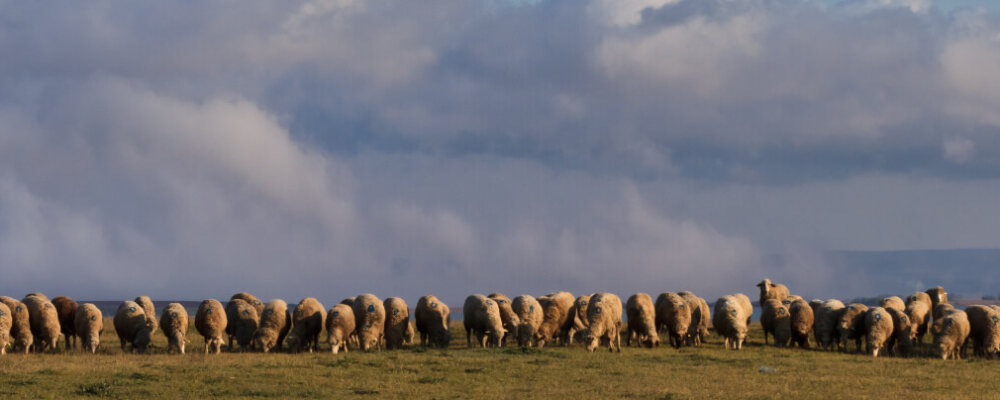flock of sheep cropped
